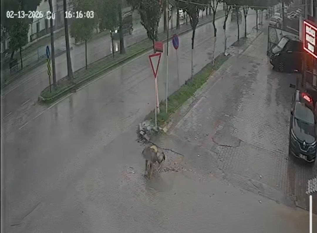 Belediyenin çakıl dökerek kapatmaya çalıştığı çukura takılan kadın hastanelik oldu 11 belediyenin cakil dokerek kapatmaya calistigi cukura takilan kadin hastanelik oldu 7 LyDZcEPU