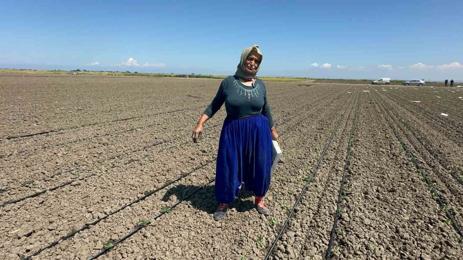 belindeki 8 platinle tarlada ekmegini kazaniyor 0 j4WHzX4O