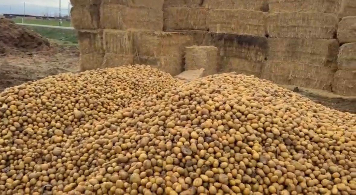 besiciler hayvanlara patates yedirerek yemden tasarruf ediyor 1 T4lHQyP5