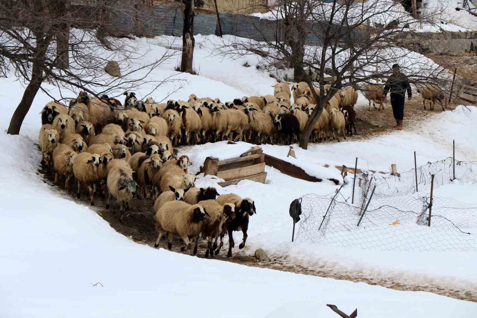besiciler uykusuz kuzular guvende 1 QI5mBvZK