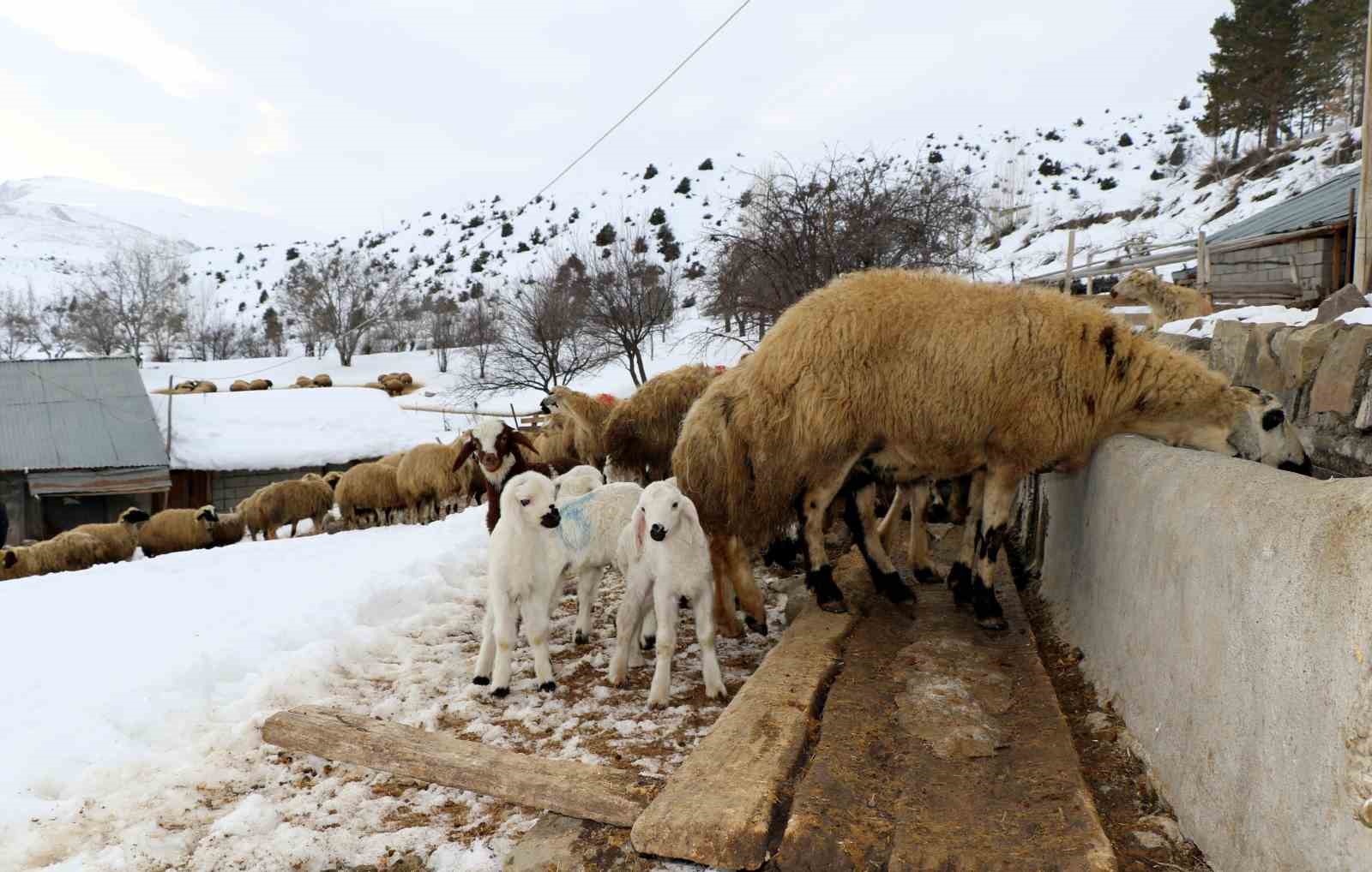 besiciler uykusuz kuzular guvende 3