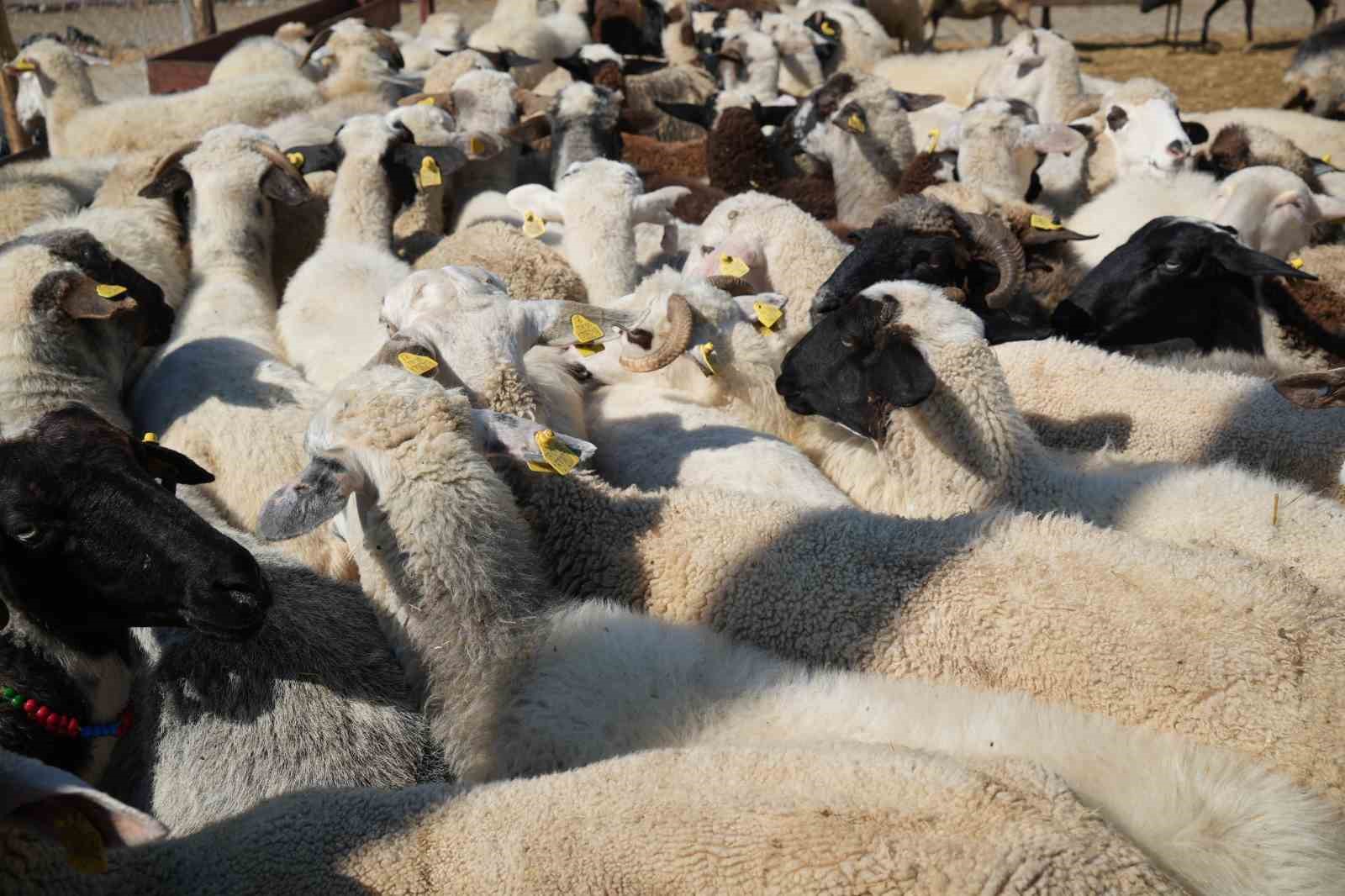 besicilerin kurbanda da mesaisi suruyor 1