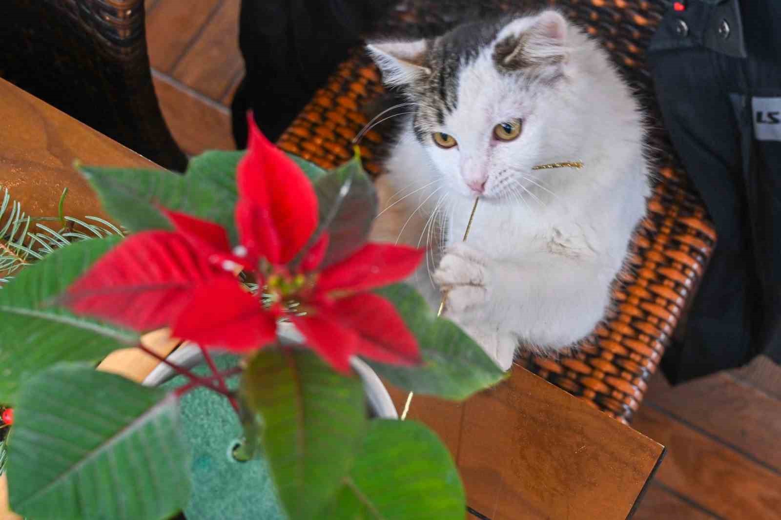 besiktaslilar ikebana sanatiyla bulustu 1