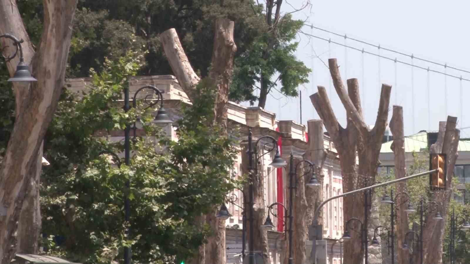 Beşiktaş’ta asırlık çınar ağaçları bakımsız kaldı: Bölgenin simgesi ağaçlar kurudu 5 besiktasta asirlik cinar agaclari bakimsiz kaldi bolgenin simgesi agaclar kurudu 1 1Qz2chyq