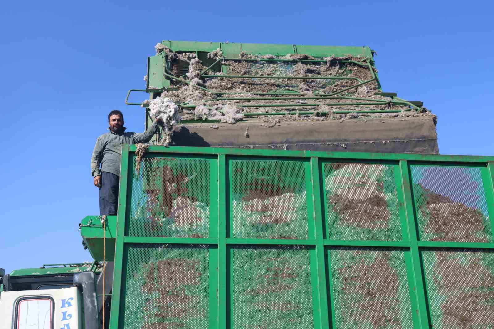 beyaz altin pamukta kuraklik rekolteyi etkiledi 9 35w9qFnV