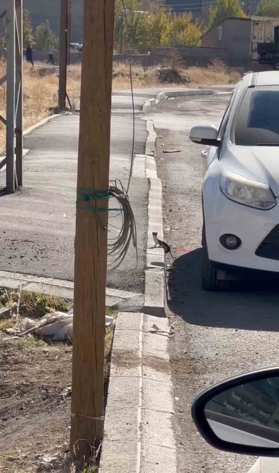 beyaz gelincik sehir merkezinde goruntulendi 4 ZcJ5TPvX