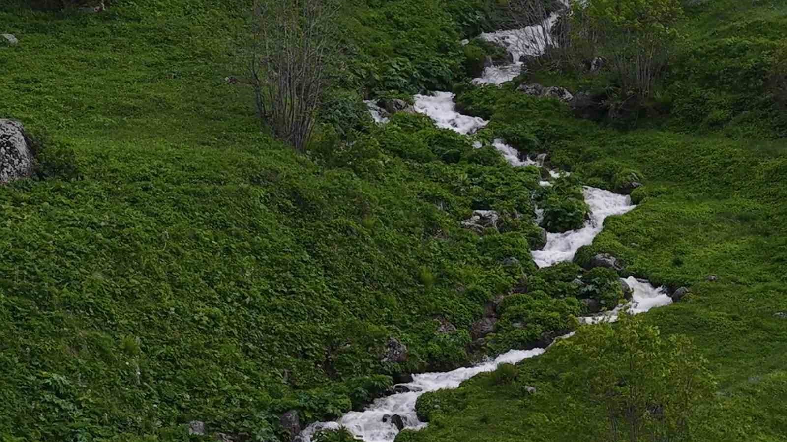 beyaz ortu kalkti rize yaylalari yesile burundu 2