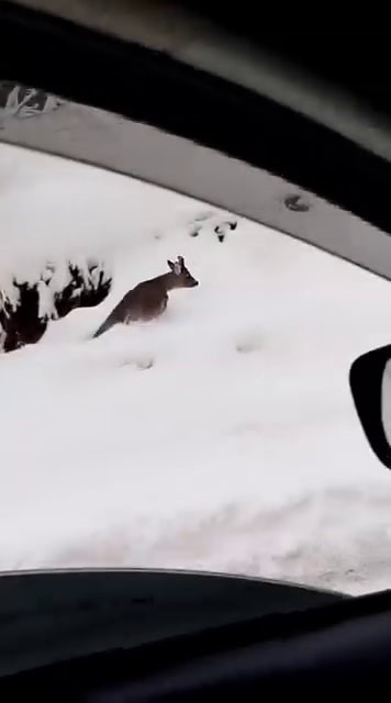 beyaz ortu uzerinde tatli karsilasma karaca yola indi 1 mRWNXgIV