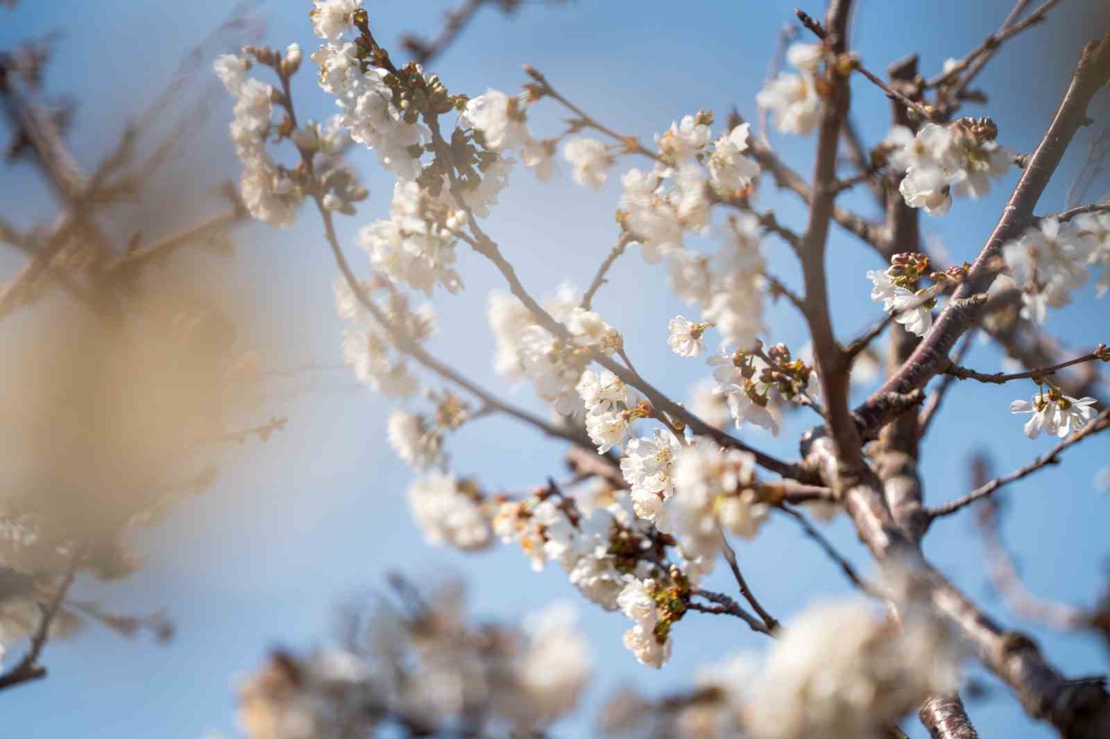 beyaza burunen kiraz agaclari gorsel solen olusturdu 8