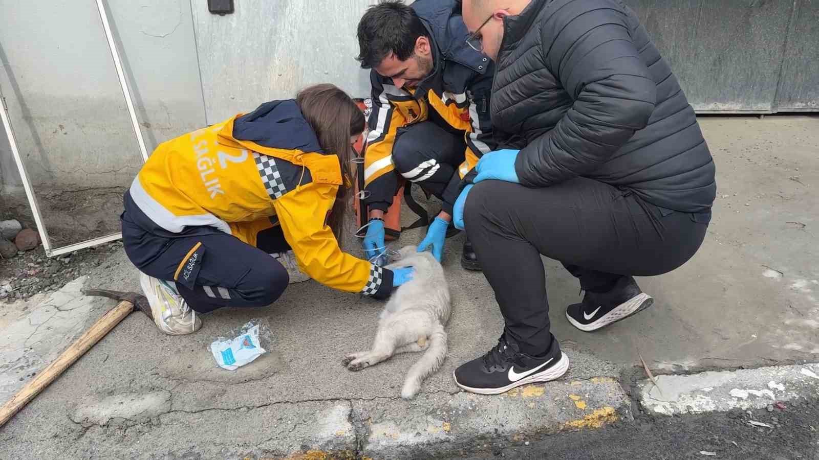 beyoglunda yanginda olen kedisinin basinda sinir krizi gecirdi 1