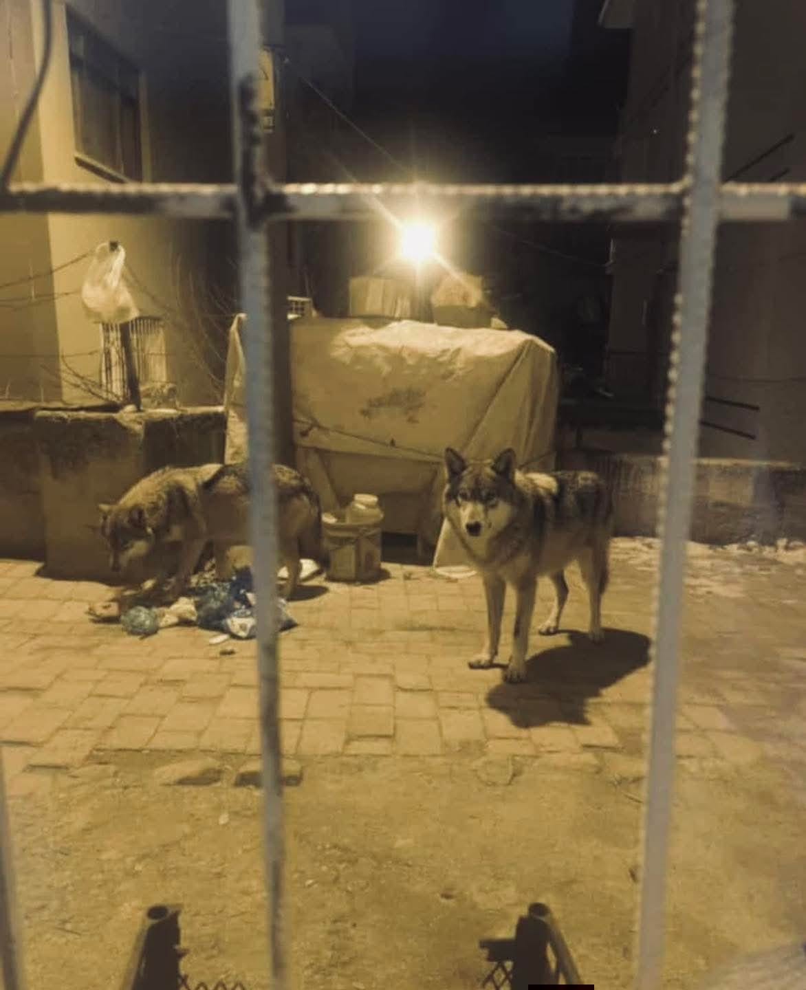 beypazarinda ac kalan kurtlar sehre indi 1 DddD8e7M