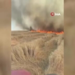 beypazarinda-bin-500-donum-ekili-arazi-kul-oldu-PPUcXuXp.jpg