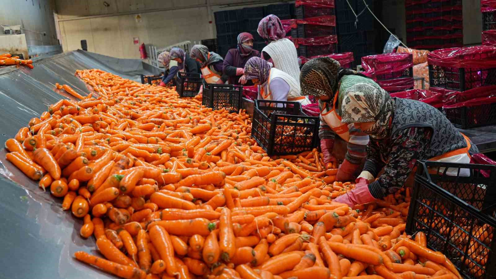 beypazarinda hummali havuc mesaisi basladi donume 10 ton urun bekleniyor 2 C6cCBHZH