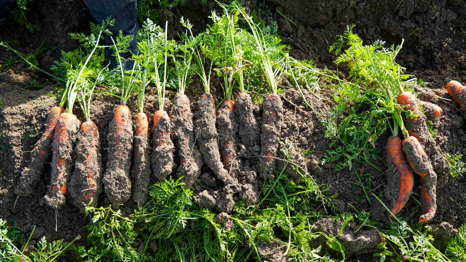 beypazarinda hummali havuc mesaisi basladi donume 10 ton urun bekleniyor 5 7ctwCcdI
