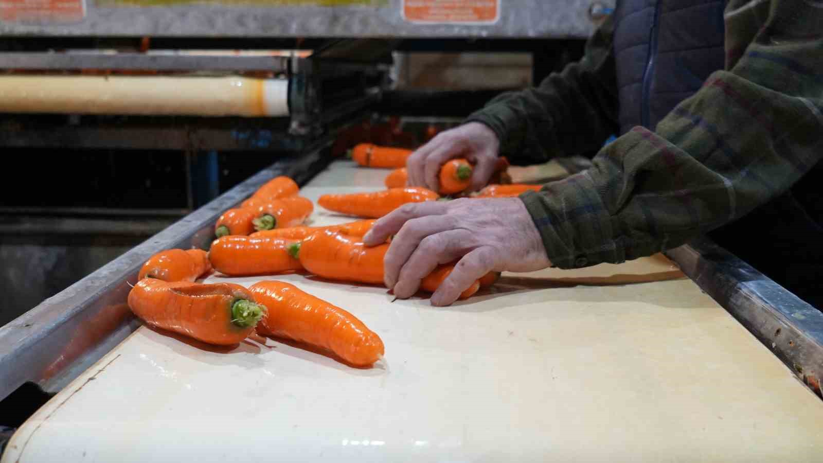 beypazarinda hummali havuc mesaisi basladi donume 10 ton urun bekleniyor 8 U4EFXSf6