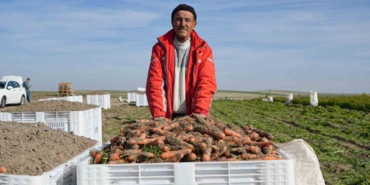 beypazarinda-hummali-havuc-mesaisi-basladi-donume-10-ton-urun-bekleniyor-8Stw6WJH.jpg