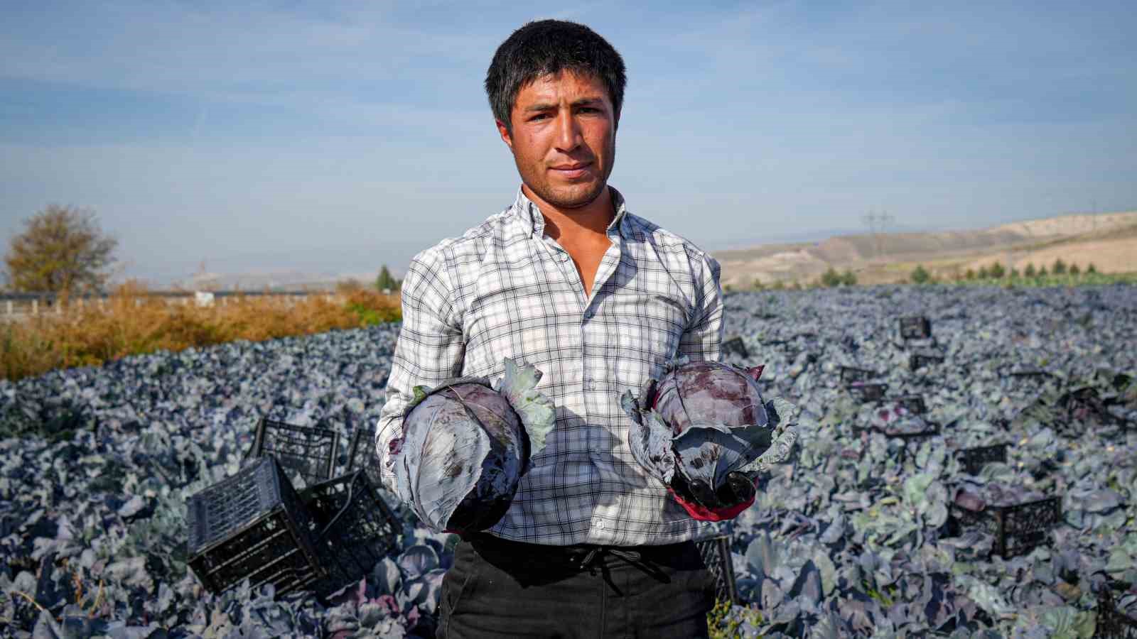 beypazarinda mor lahana hasadi suruyor 4