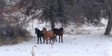 beypazarinda-yilki-atlari-kartpostallik-goruntuler-olusturdu-anLx4ZsL.jpg