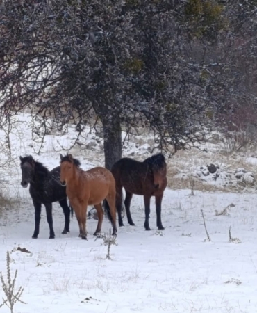 beypazarinda-yilki-atlari-kartpostallik-goruntuler-olusturdu-anLx4ZsL.jpg