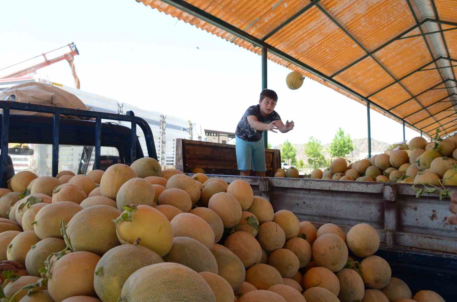 Bilecik’in ünlü Medetli kavununun hasadı başladı 4 bilecikin unlu medetli kavununun hasadi basladi 0 J2kqXN1J