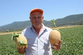 bilecikin-unlu-medetli-kavununun-hasadi-basladi-2ECdPZGp.jpg