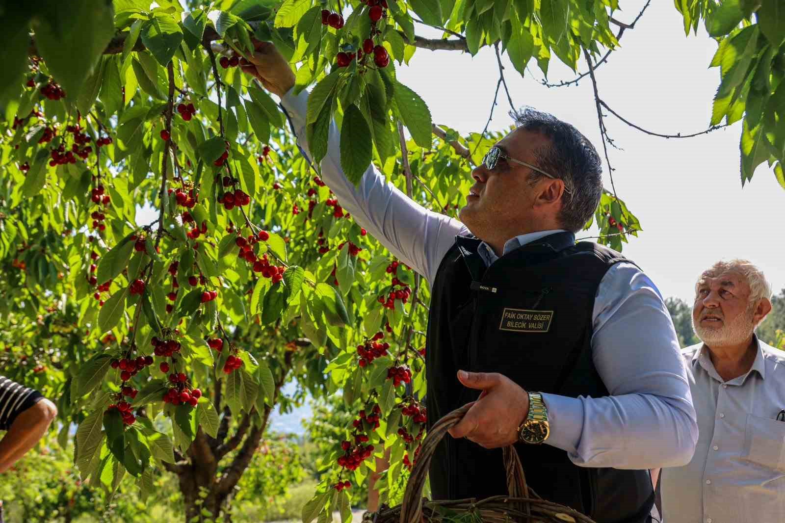 Bilecik’te 27 bin dekarda yıllık yaklaşık 15 bin 500 ton kiraz üretimi 5 bilecikte 27 bin dekarda yillik yaklasik 15 bin 500 ton kiraz uretimi 1 3XIOnAvf