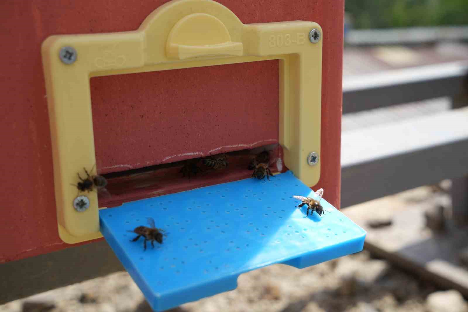 Bin 200 çeşit endemik bitki türüyle 4 kuşaktır süren gelenek: Kanyon balında 4 tonluk rekolte 8 bin 200 cesit endemik bitki turuyle 4 kusaktir suren gelenek kanyon balinda 4 tonluk 4t41AGJj