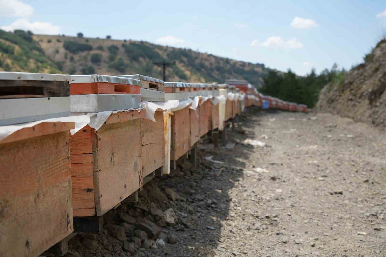 Bin 200 çeşit endemik bitki türüyle 4 kuşaktır süren gelenek: Kanyon balında 4 tonluk rekolte 4 bin 200 cesit endemik bitki turuyle 4 kusaktir suren gelenek kanyon balinda 4 tonluk Rr1DkyNL