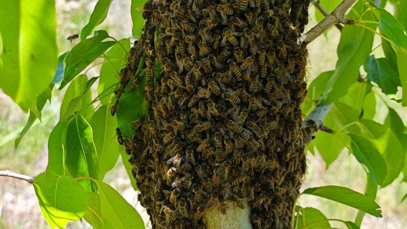 bin 600 rakimda ogul atan arilar renkli goruntuler olusturdu 0 zWaRLCWt