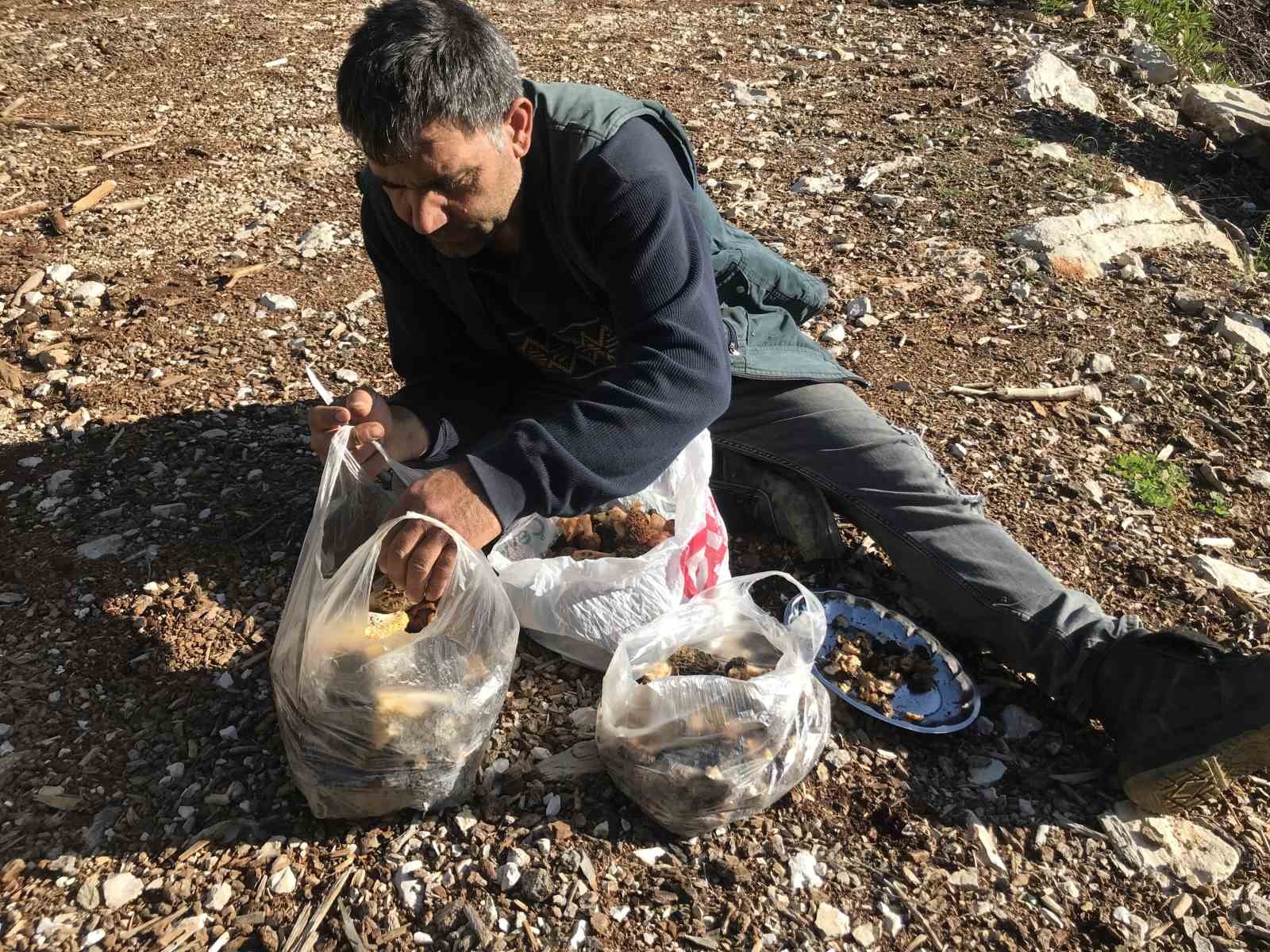 bin 800 rakimli daglardan toplanip kilosu bin 500 liradan satiliyor 14 pUIVrECD