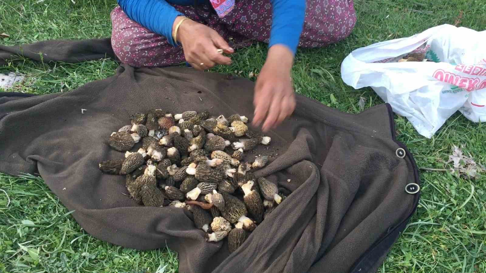 bin 800 rakimli daglardan toplanip kilosu bin 500 liradan satiliyor 16 tfOlM6hA