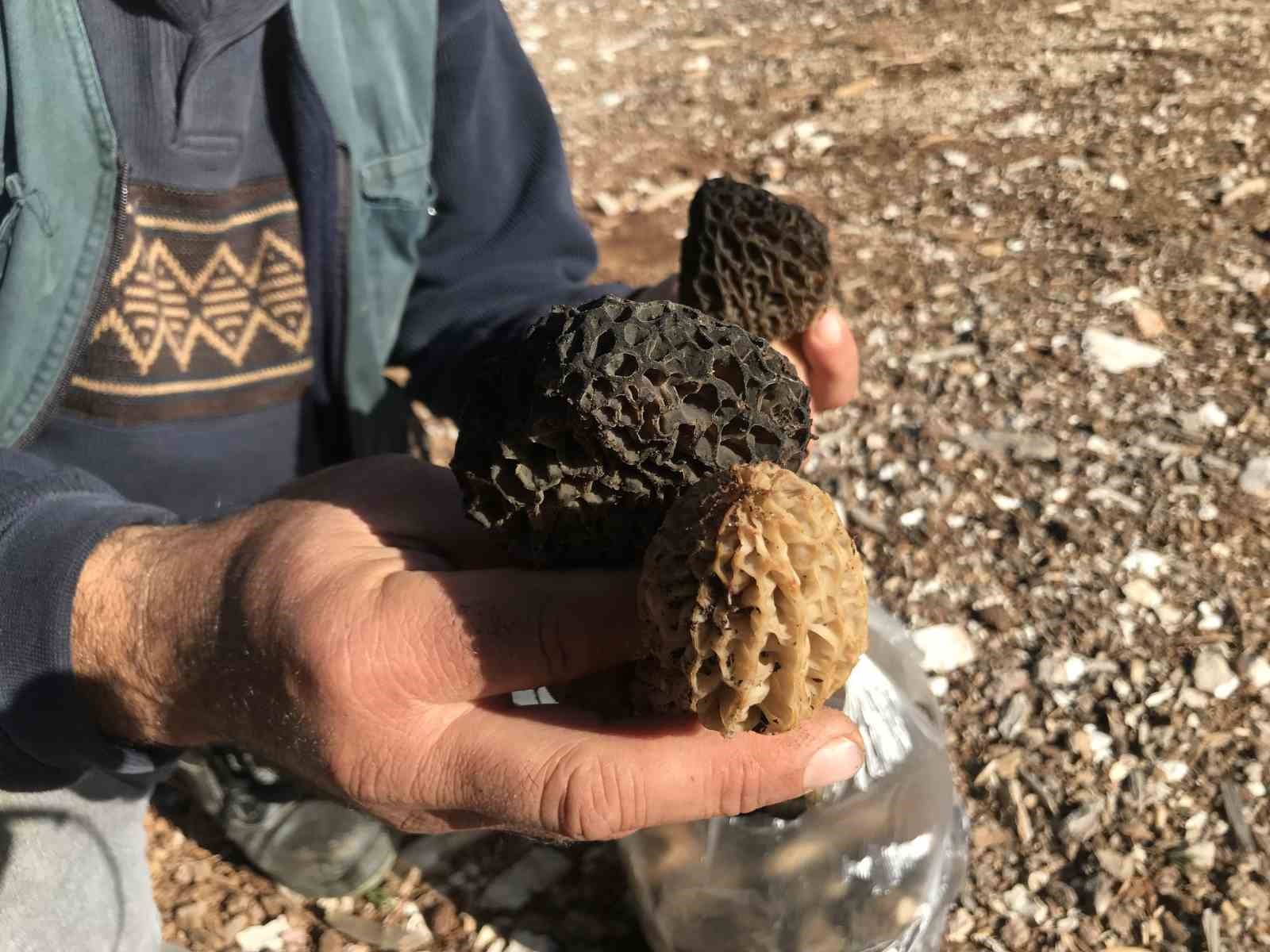 bin 800 rakimli daglardan toplanip kilosu bin 500 liradan satiliyor 17 pjuiEkiE