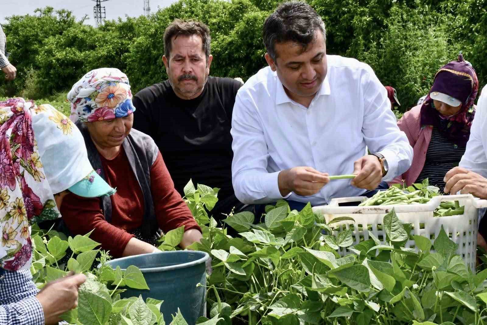 bin donum arazide ekimi yapilan fasulyede bereketli hasat 5 TiAW6z3W