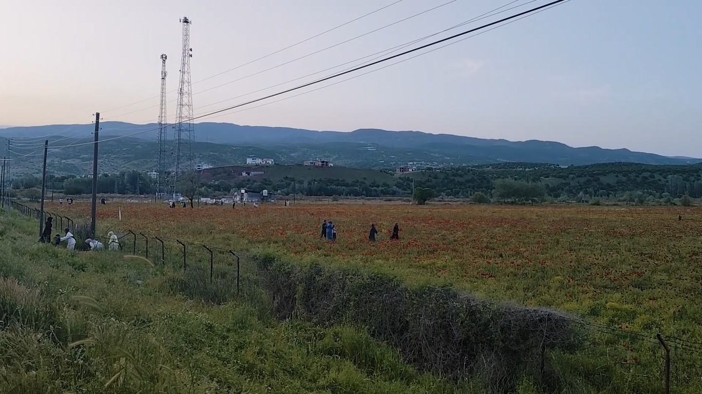 bingolde dogal olusan gelincik tarlasi vatandaslarin ilgi odagi oldu 1 h9asKuOD