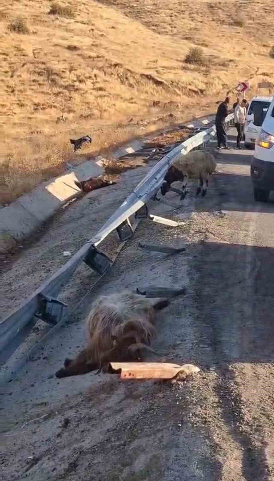 Bingöl’de hayvan taşıyan kamyon şarampole yuvarlandı: 2 yaralı, çok sayıda küçükbaş telef oldu 5 bingolde hayvan tasiyan kamyon sarampole yuvarlandi 2 yarali cok sayida kucukbas telef oldu 1 yyUnz8rD