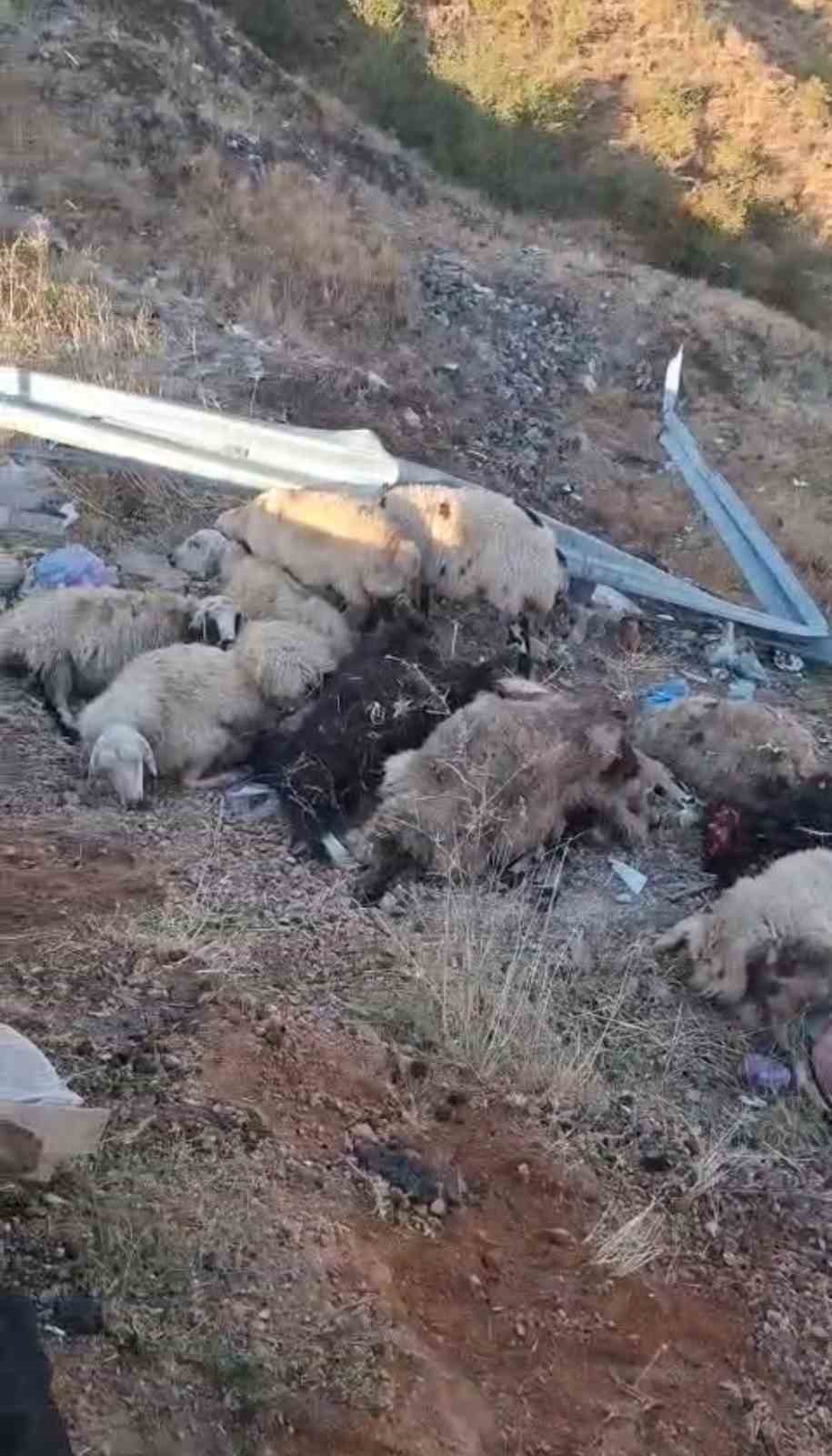 Bingöl’de hayvan taşıyan kamyon şarampole yuvarlandı: 2 yaralı, çok sayıda küçükbaş telef oldu 6 bingolde hayvan tasiyan kamyon sarampole yuvarlandi 2 yarali cok sayida kucukbas telef oldu 2 5K8qXFwX