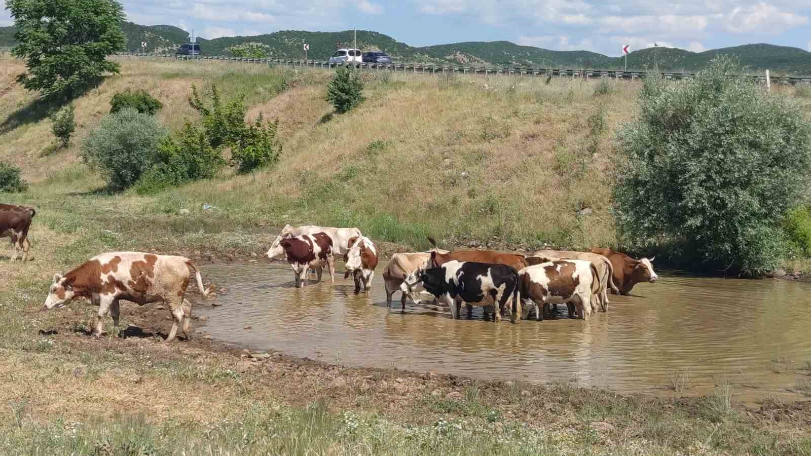 bingolde ilginc goruntu yazin ortasinda bir yanda kar diger yanda sicaktan bunalan inekler 1 ry6jHWS2