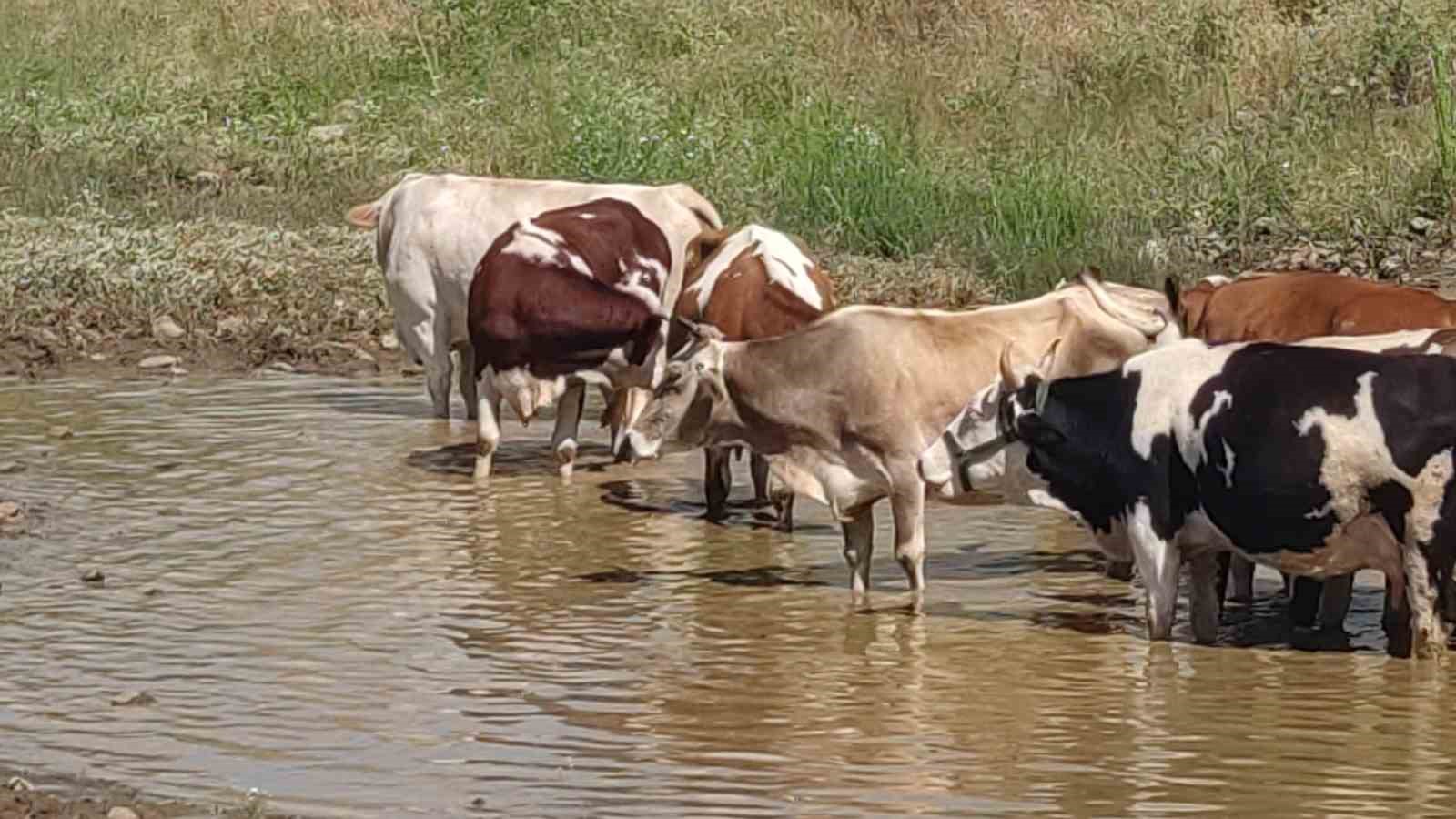 bingolde ilginc goruntu yazin ortasinda bir yanda kar diger yanda sicaktan bunalan inekler 2 5r8lylhw