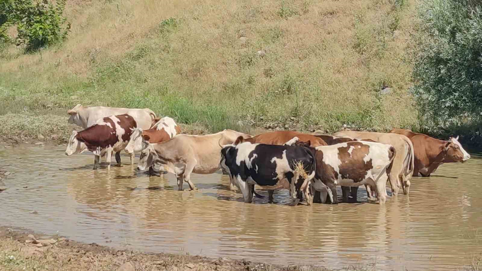 bingolde ilginc goruntu yazin ortasinda bir yanda kar diger yanda sicaktan bunalan inekler 3 EkhYGSI1