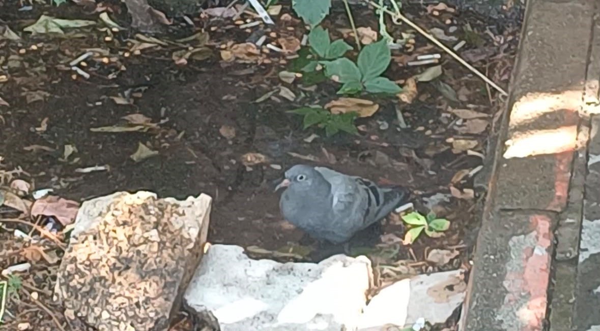 bingolde sicaktan bunalan guvercin su birikintisinde serinledi 0 Iu9I7kzX