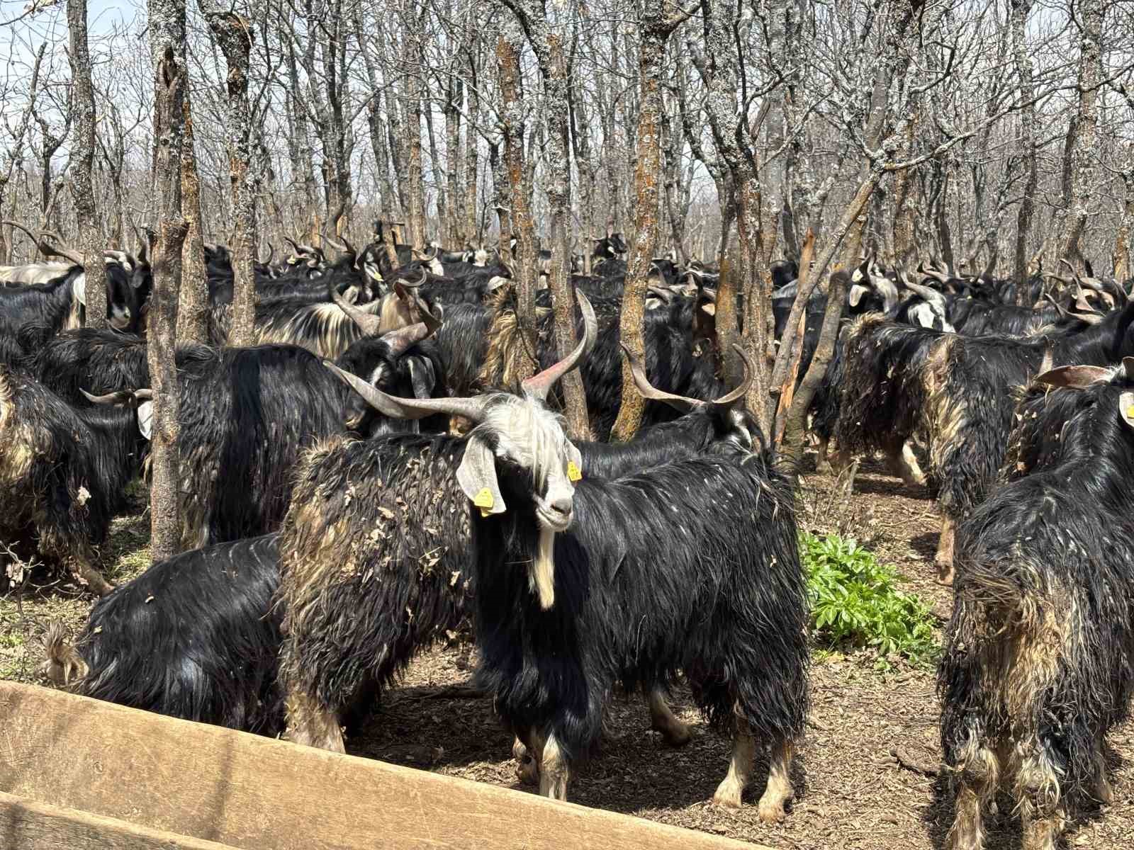 bingolde soguklar yaylaya cikisi geciktirdi hayvanlar besiye alindi 0 GHYz8Kgh