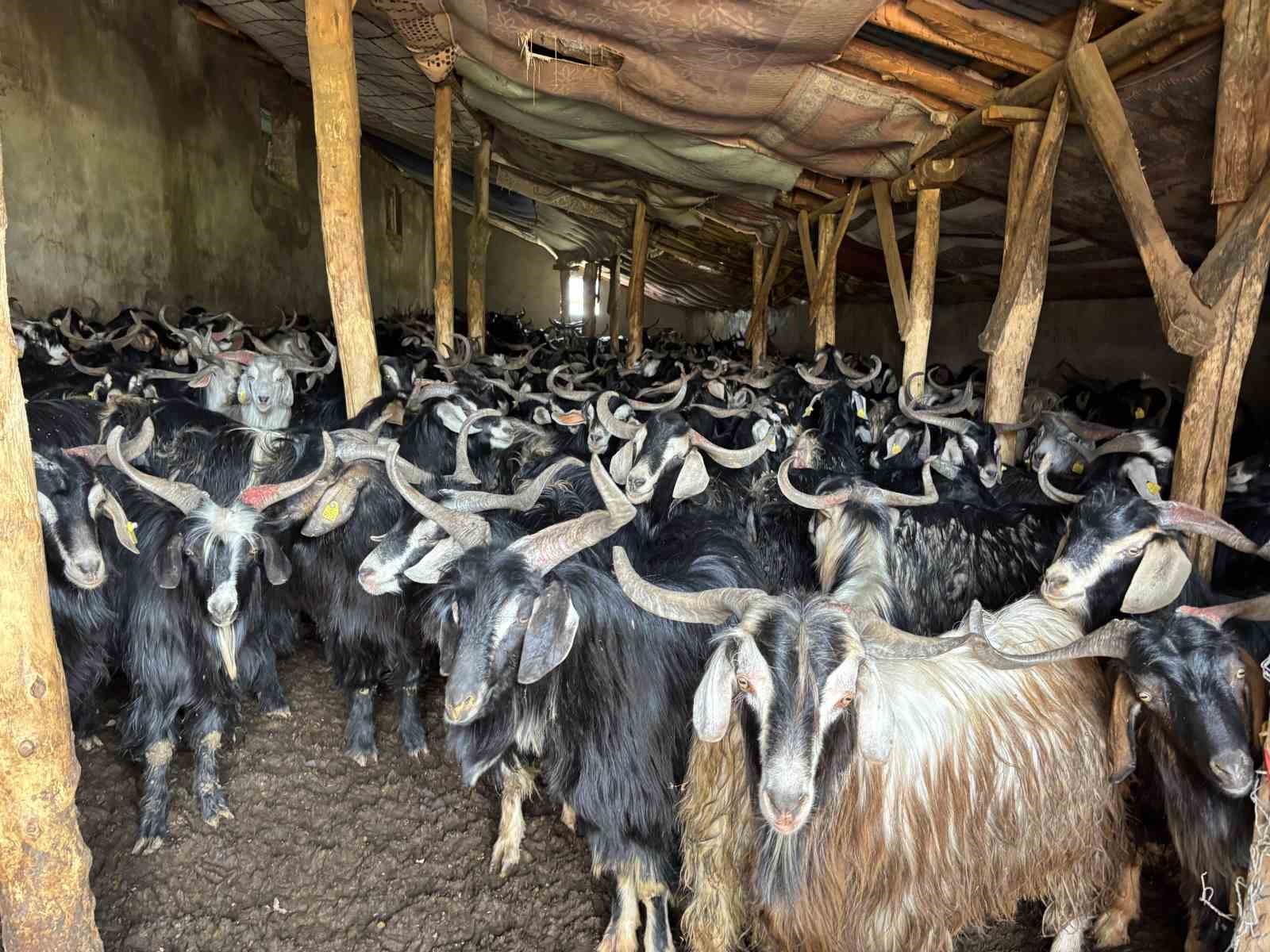 bingolde soguklar yaylaya cikisi geciktirdi hayvanlar besiye alindi 1