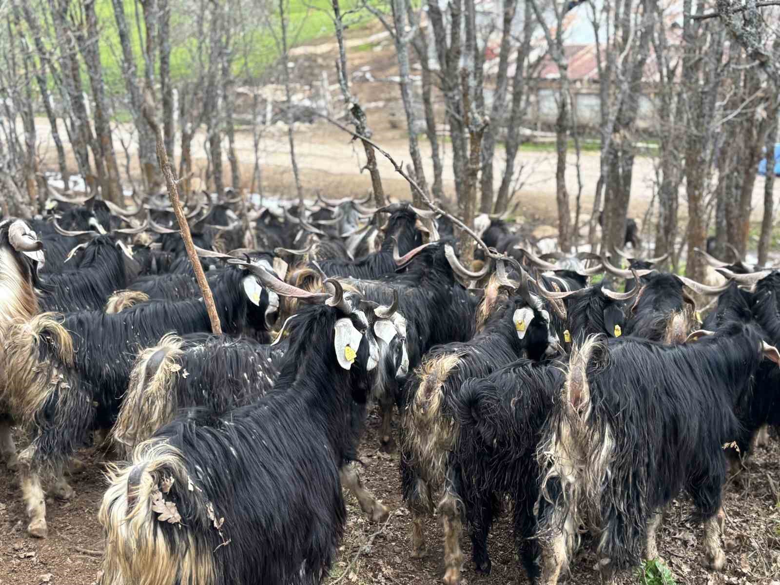 bingolde soguklar yaylaya cikisi geciktirdi hayvanlar besiye alindi 3 eVZ8jrwd