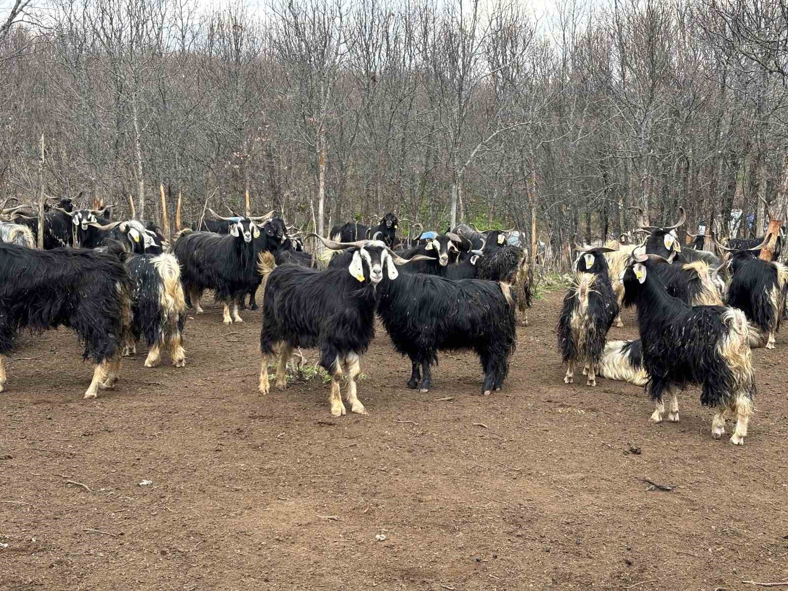 bingolde soguklar yaylaya cikisi geciktirdi hayvanlar besiye alindi 4 LyT9eeBD