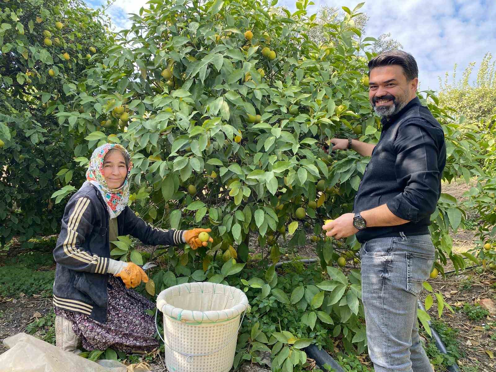 binlerce ailenin gecim kaynagi limonun baskentinde hasat zamani 10 h9iwinJL