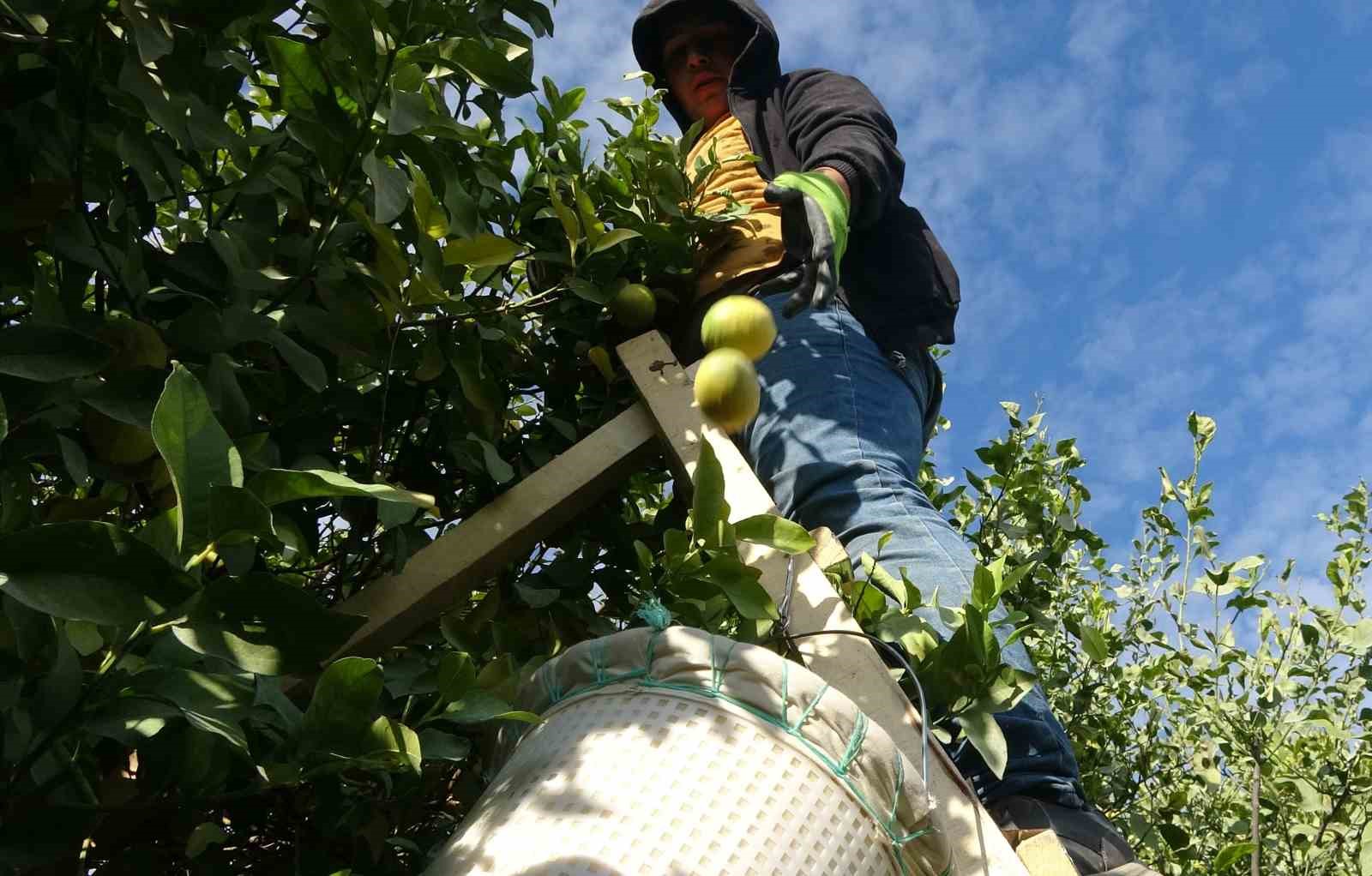 binlerce ailenin gecim kaynagi limonun baskentinde hasat zamani 3 5aB4VyfC