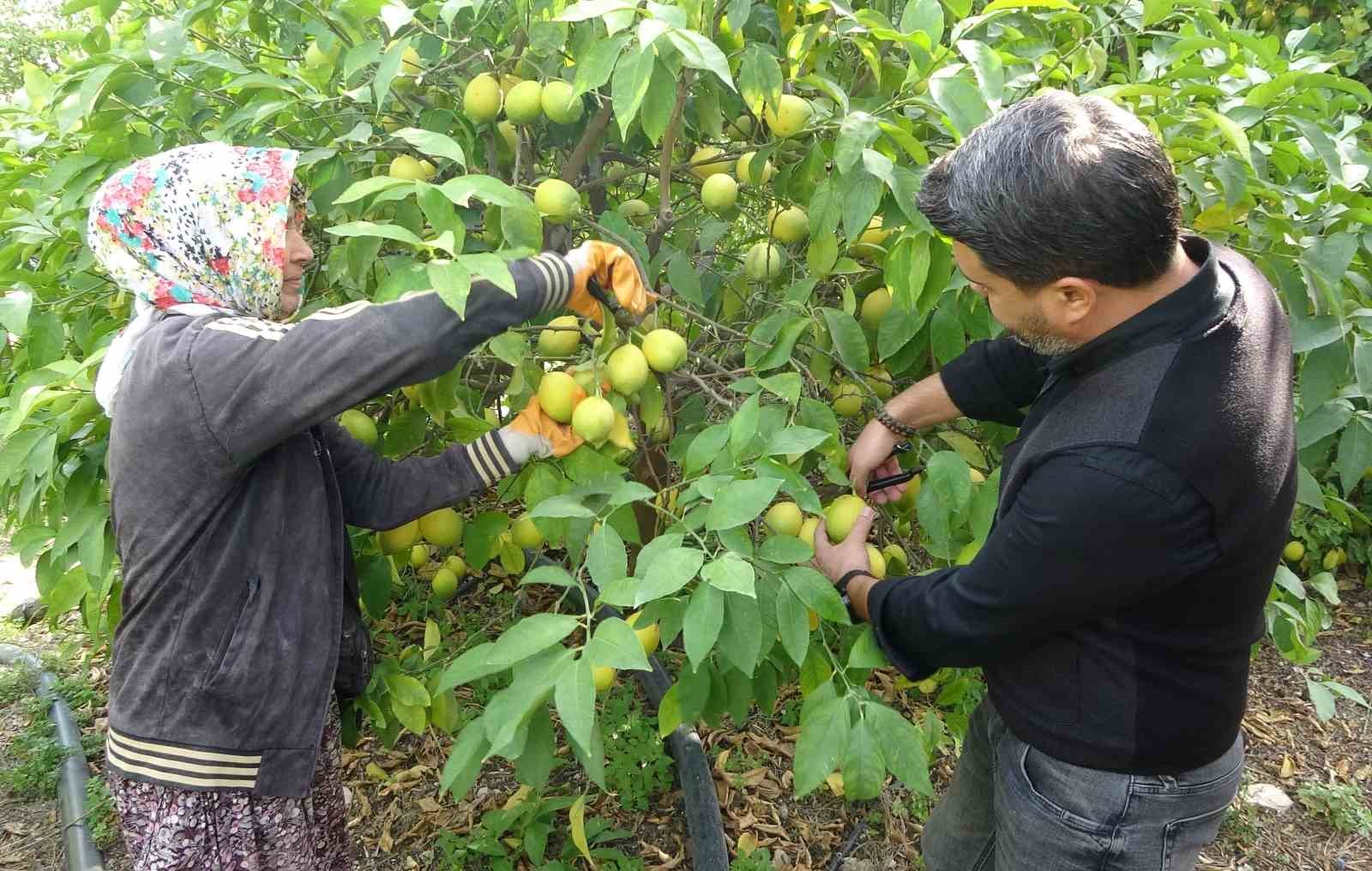 binlerce ailenin gecim kaynagi limonun baskentinde hasat zamani 4 4FcuuYHF