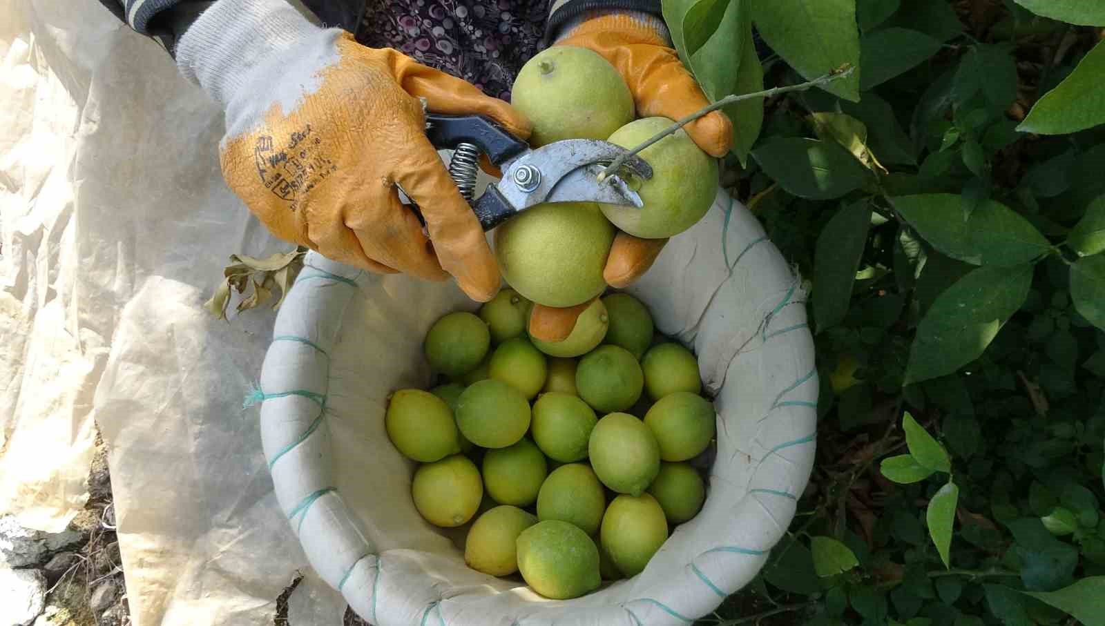 binlerce ailenin gecim kaynagi limonun baskentinde hasat zamani 5