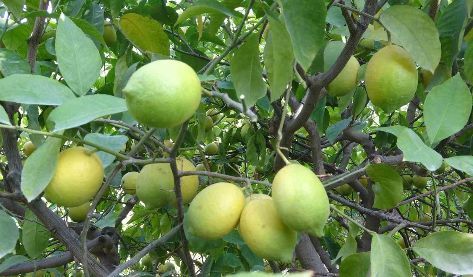 binlerce ailenin gecim kaynagi limonun baskentinde hasat zamani 6 jg123ZBk