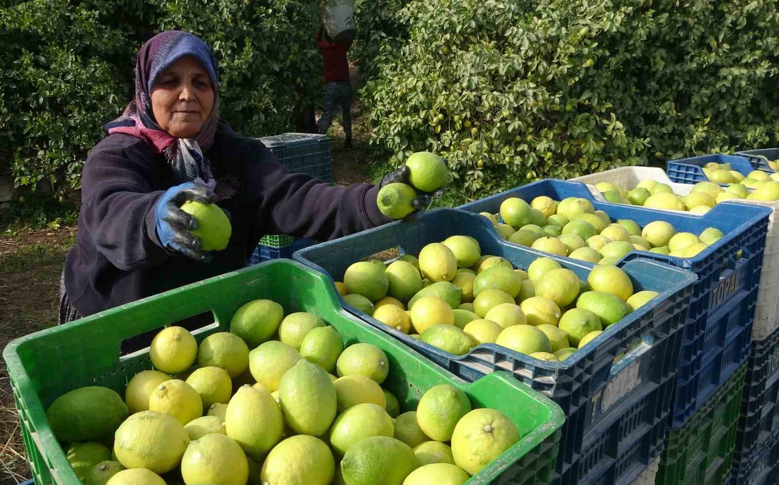 binlerce ailenin gecim kaynagi limonun baskentinde hasat zamani 7 da3TPqhE